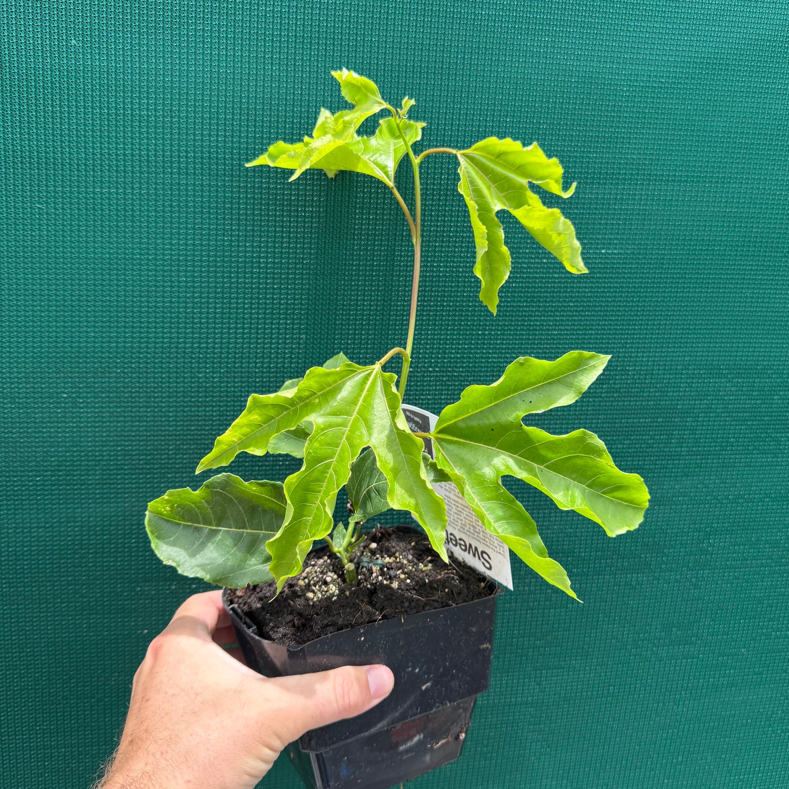 Passion Fruit - Golden Nugget NEW