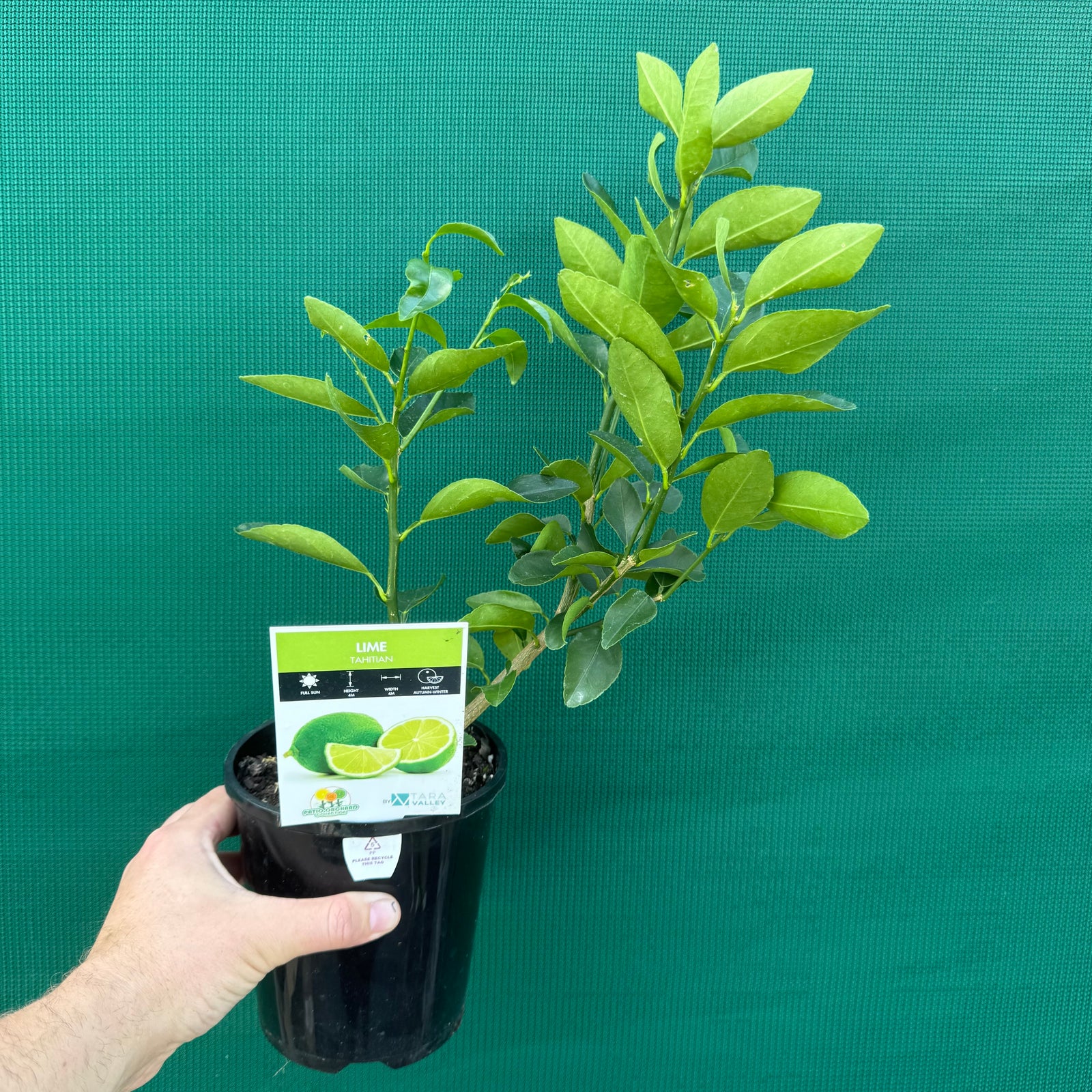 Tahitian Lime NEW