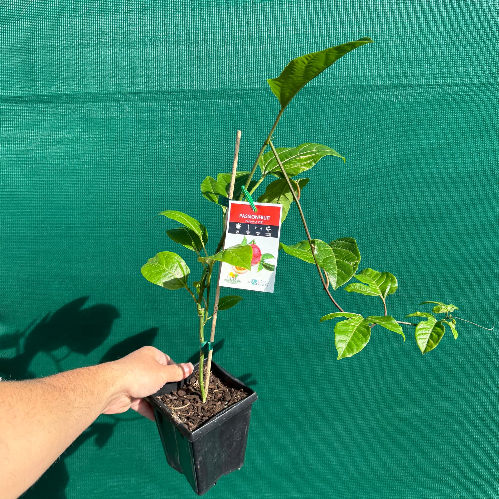 Passion Fruit - Panama Red NEW