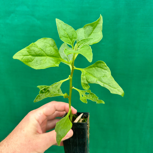 Warrigal Greens - Tetragonia tetragonioides - Edible Jungle Nursery