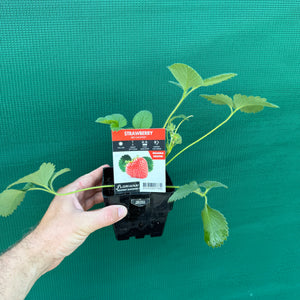 Strawberry - Red Gauntlet NEW