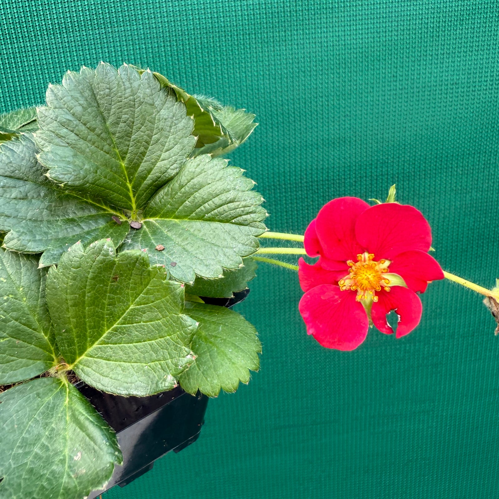 Strawberry - Ruby Red NEW