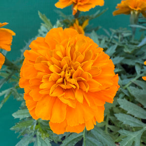 Marigold - French Orange NEW
