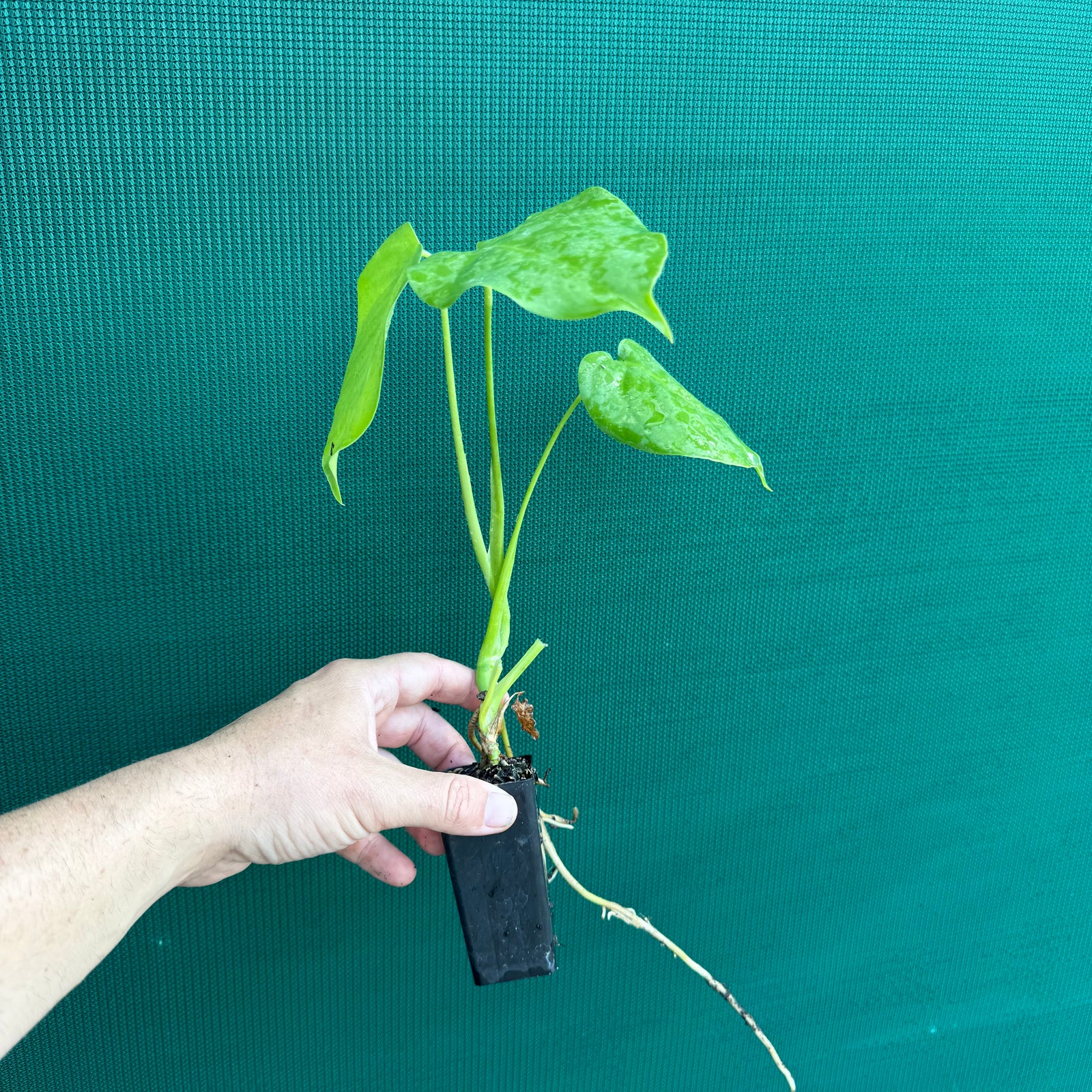 Monstera deliciosa ‘Fruit Salad’ NEW
