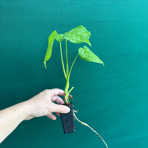 Monstera deliciosa ‘Fruit Salad’ NEW