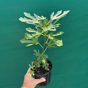 Fig Tree - Brown Turkey NEW