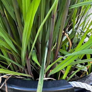 Black Rice - Oryza sativa NEW
