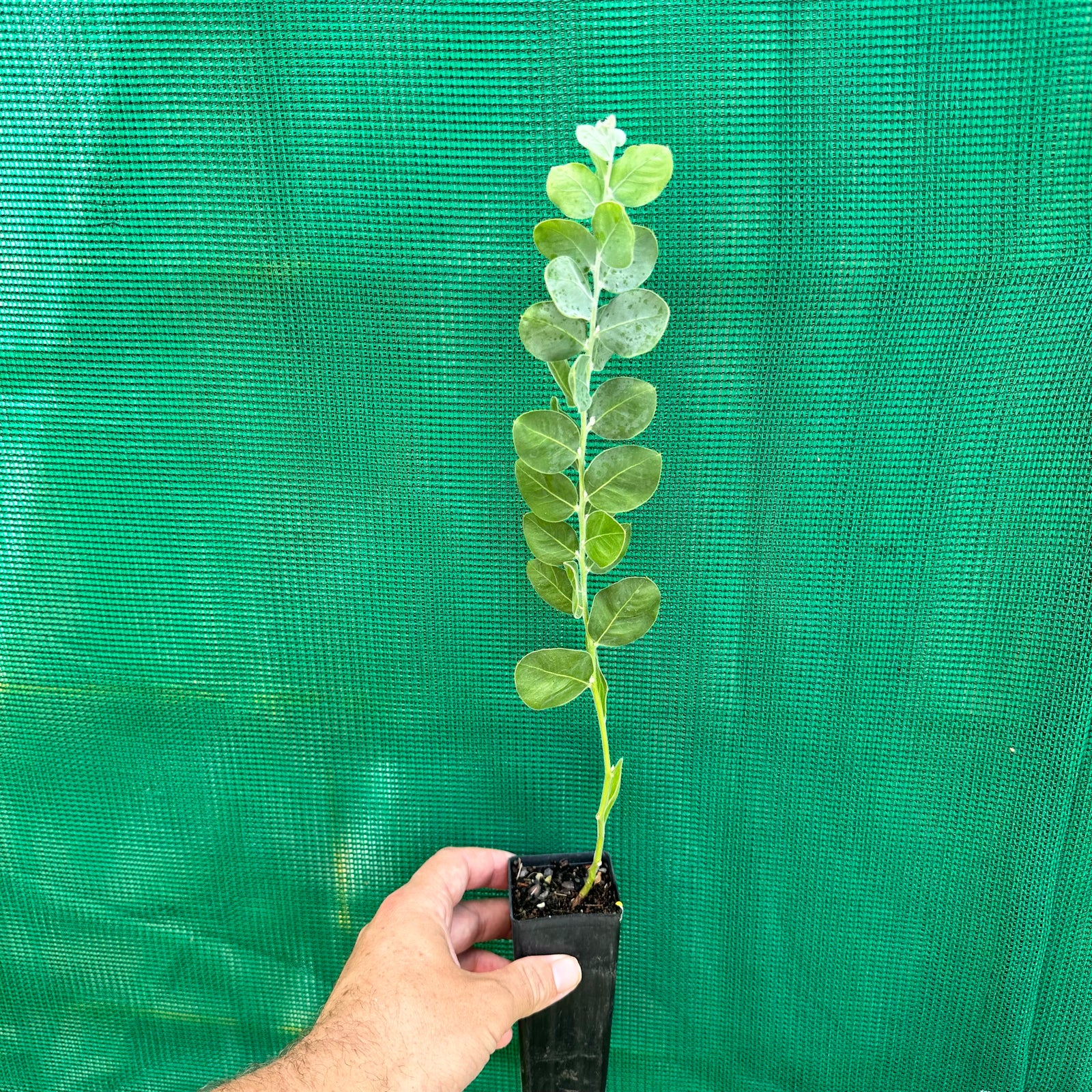 Queensland Silver Wattyl - Acacia podalyriifolia