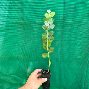 Queensland Silver Wattyl - Acacia podalyriifolia