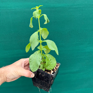 Stevia (Stevia rebaudiana) NEW