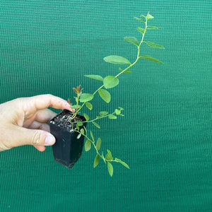 Blueberry ‘Premier’ NEW