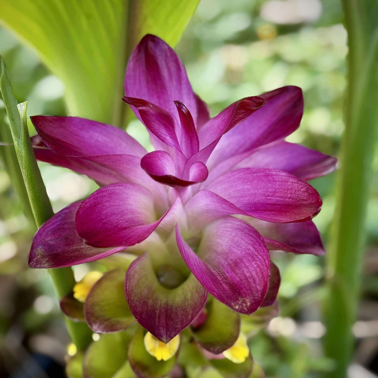 Temulawak - Curcuma xanthorrhiza NEW