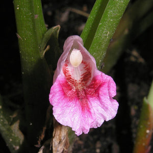 Chinese Keys - Boesenbergia rotunda NEW