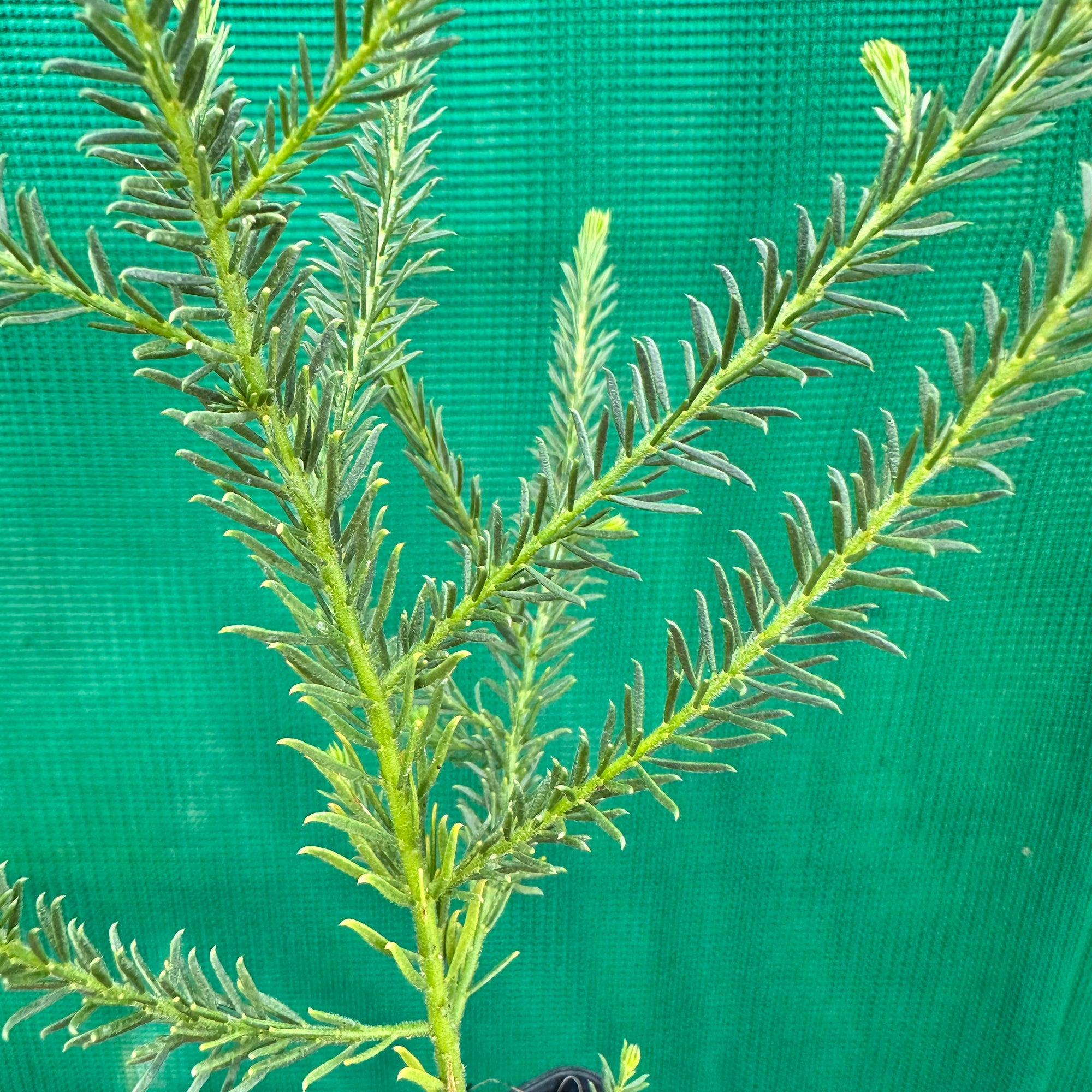 Acacia conferta