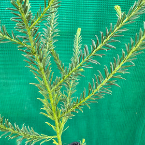 Acacia conferta