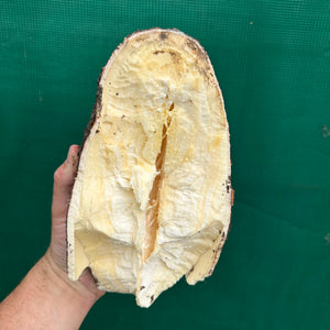 Cassava ‘Yellow’ - Manihot esculenta NEW