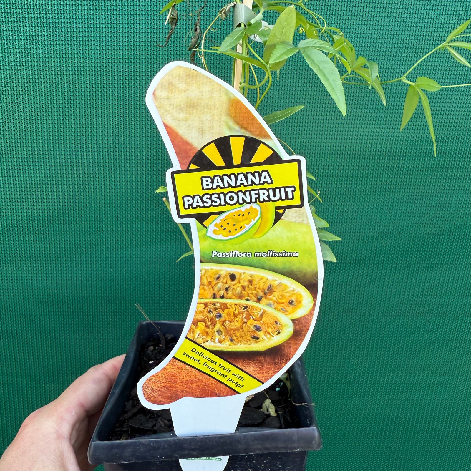 Passion Fruit - Banana NEW