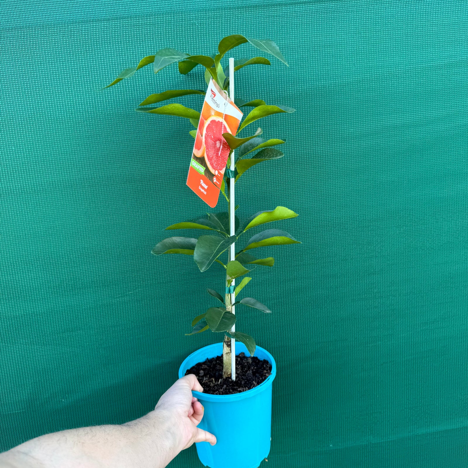 Grapefruit ‘Flame’ (Grafted) NEW