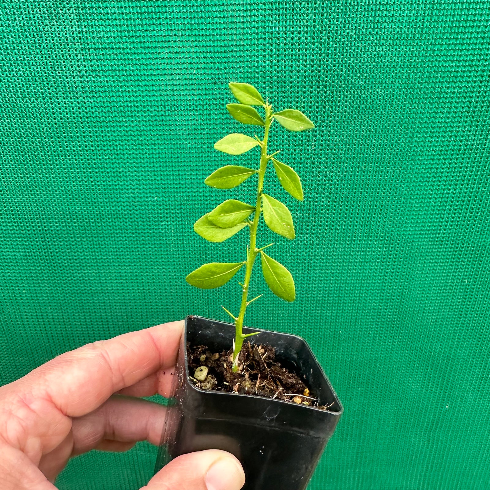 Finger Lime ‘Little Ruby’