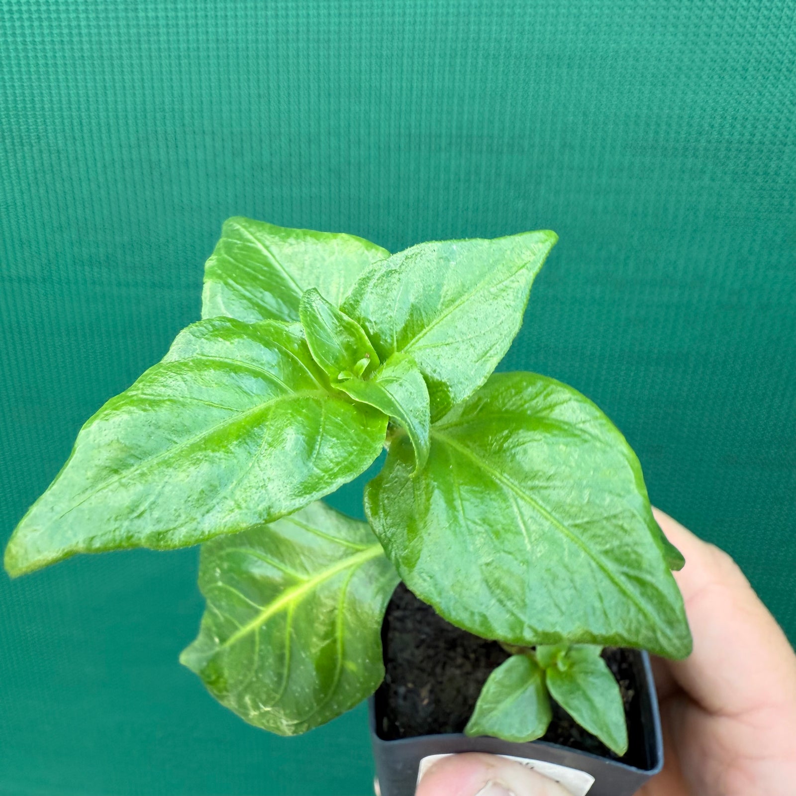 Mushroom Plant - Rungia klossii NEW