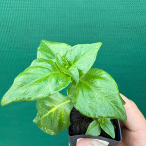Mushroom Plant - Rungia klossii NEW