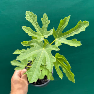 Fig Tree - Black Genoa NEW