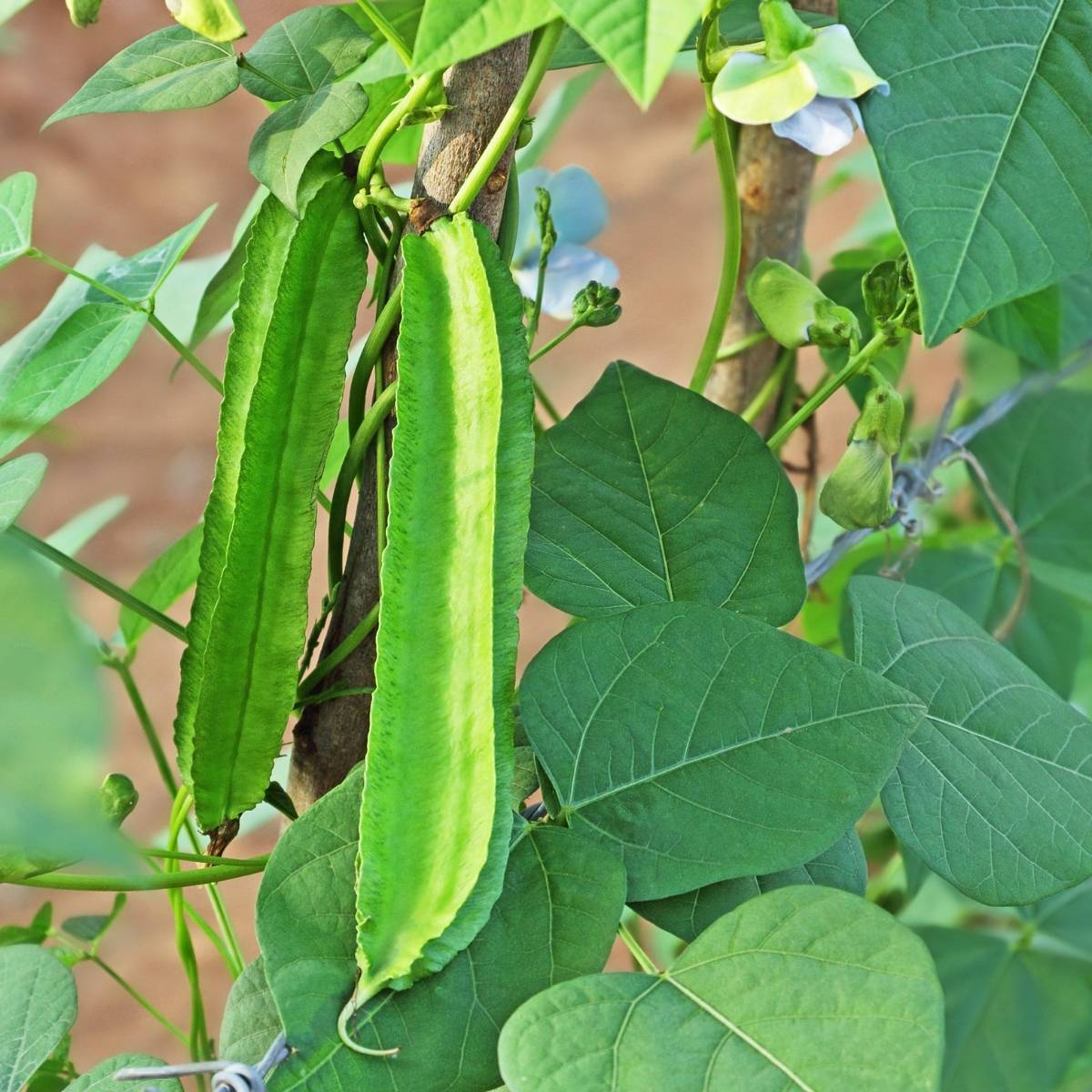 Winged Bean - Psophocarpus tetragonolobus NEW