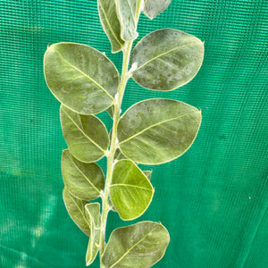 Queensland Silver Wattyl - Acacia podalyriifolia NEW