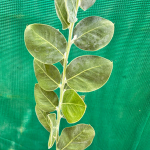 Queensland Silver Wattyl - Acacia podalyriifolia