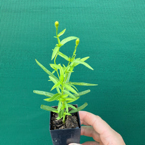 Mexican Tarragon - Tagetes lucida NEW