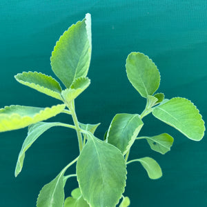 Indian Coleus - Coleus forsskohlii NEW