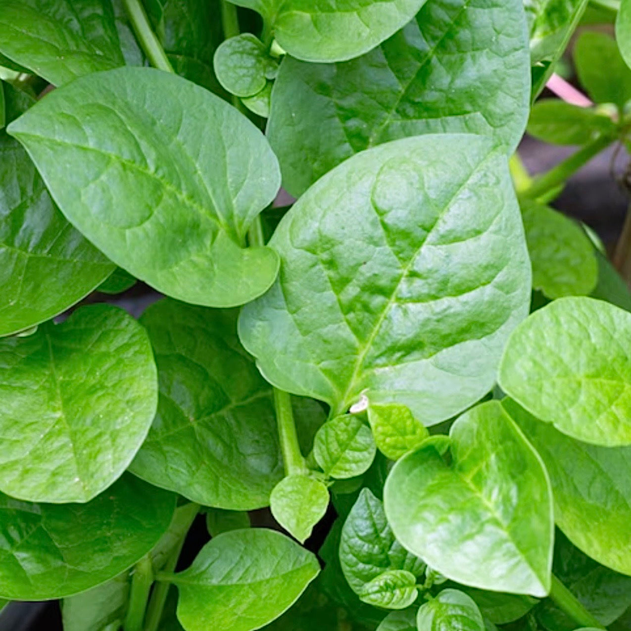 Malabar / Ceylong Spinach (Basella alba) NEW