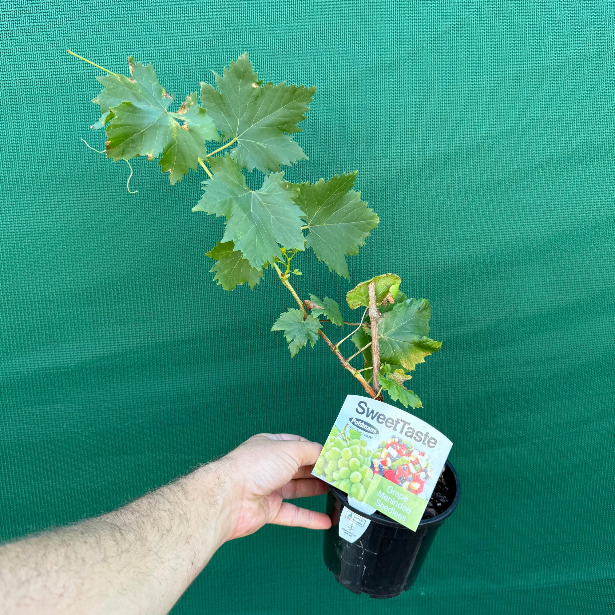 Grape ‘Minindee Seedless’ NEW