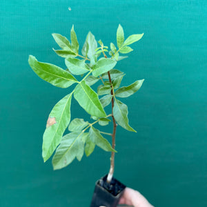 Burdekin plum - Pleiogynium timorense NEW