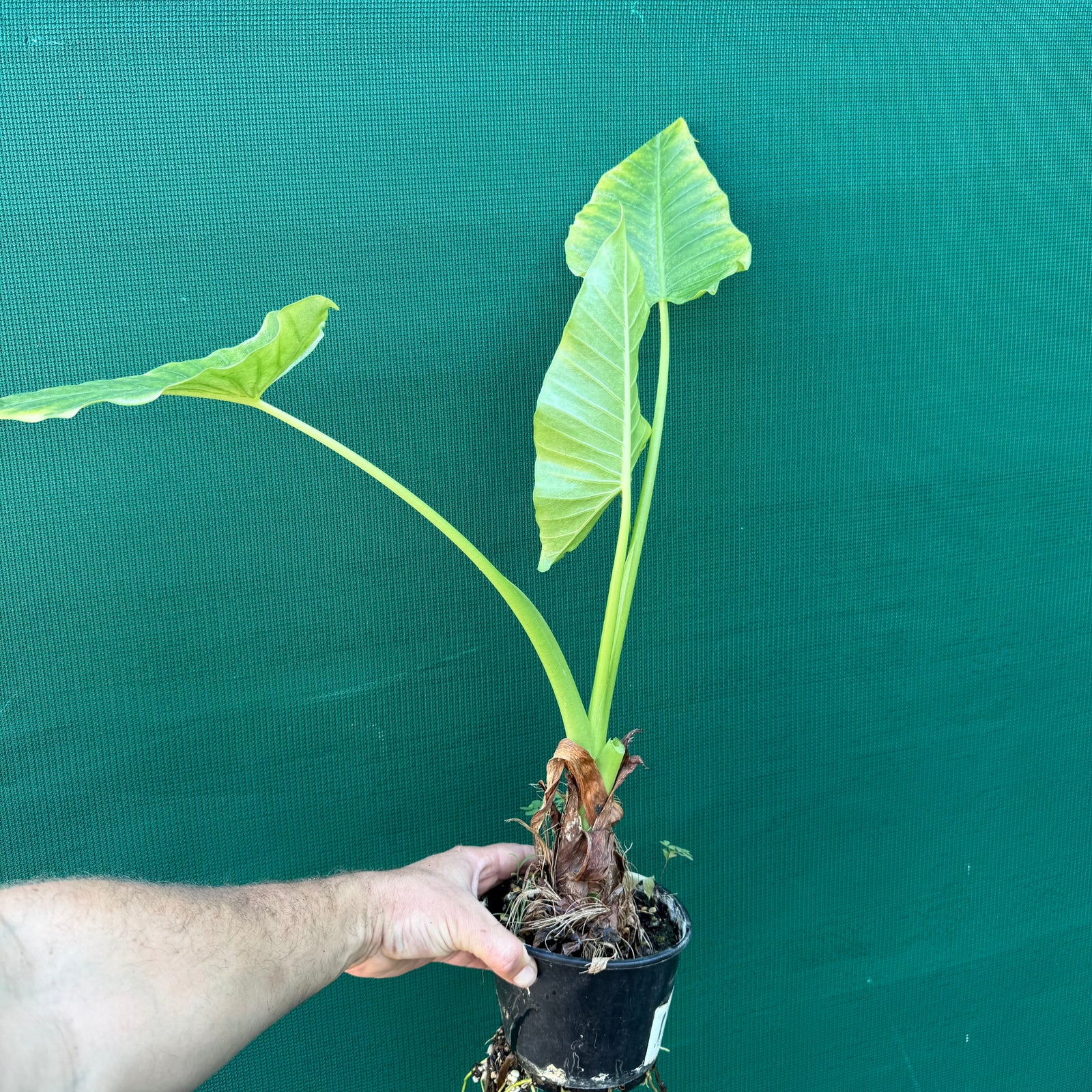 Native Elephant Ear (Alocasia brisbanensis) NEW