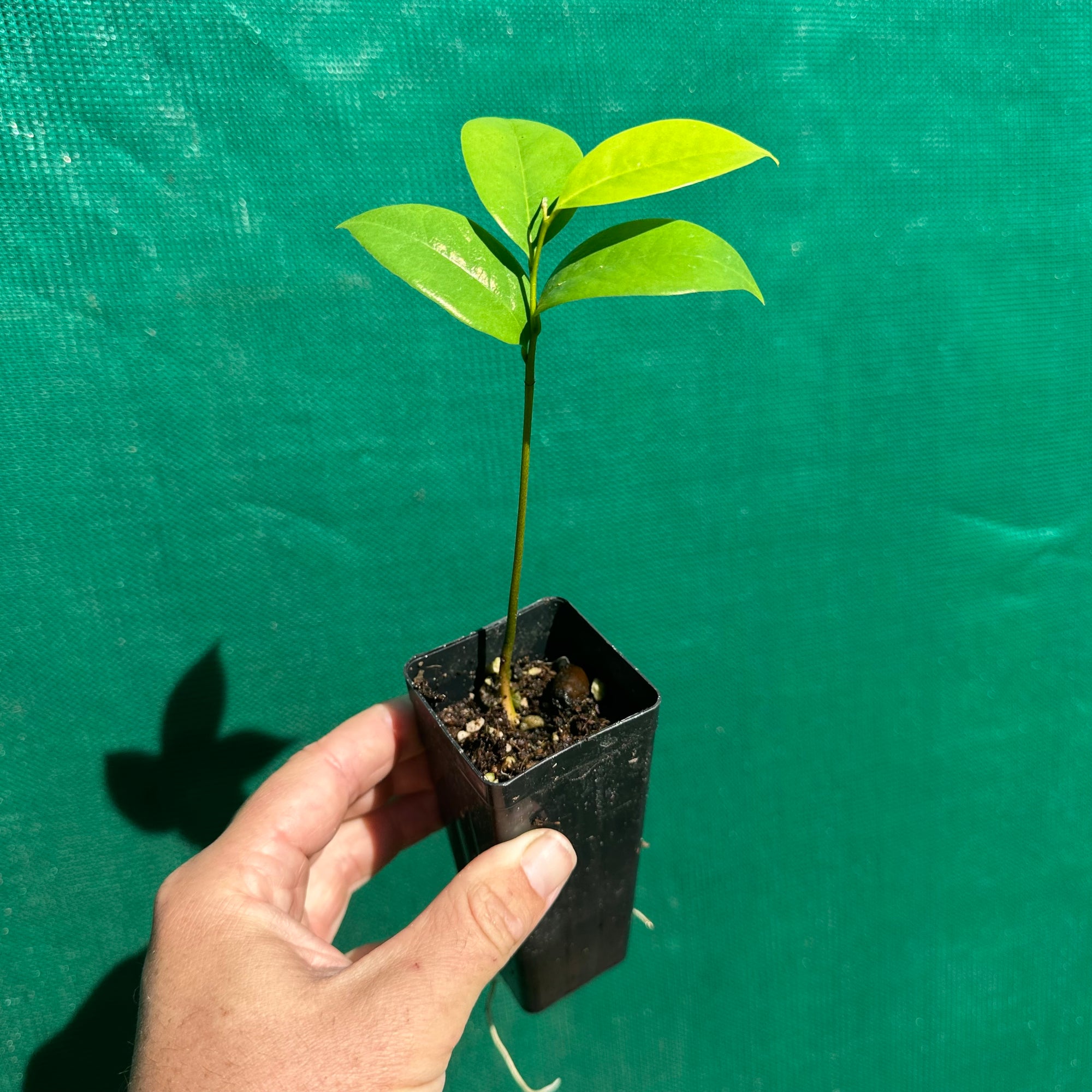 Soursop - Annona muricata