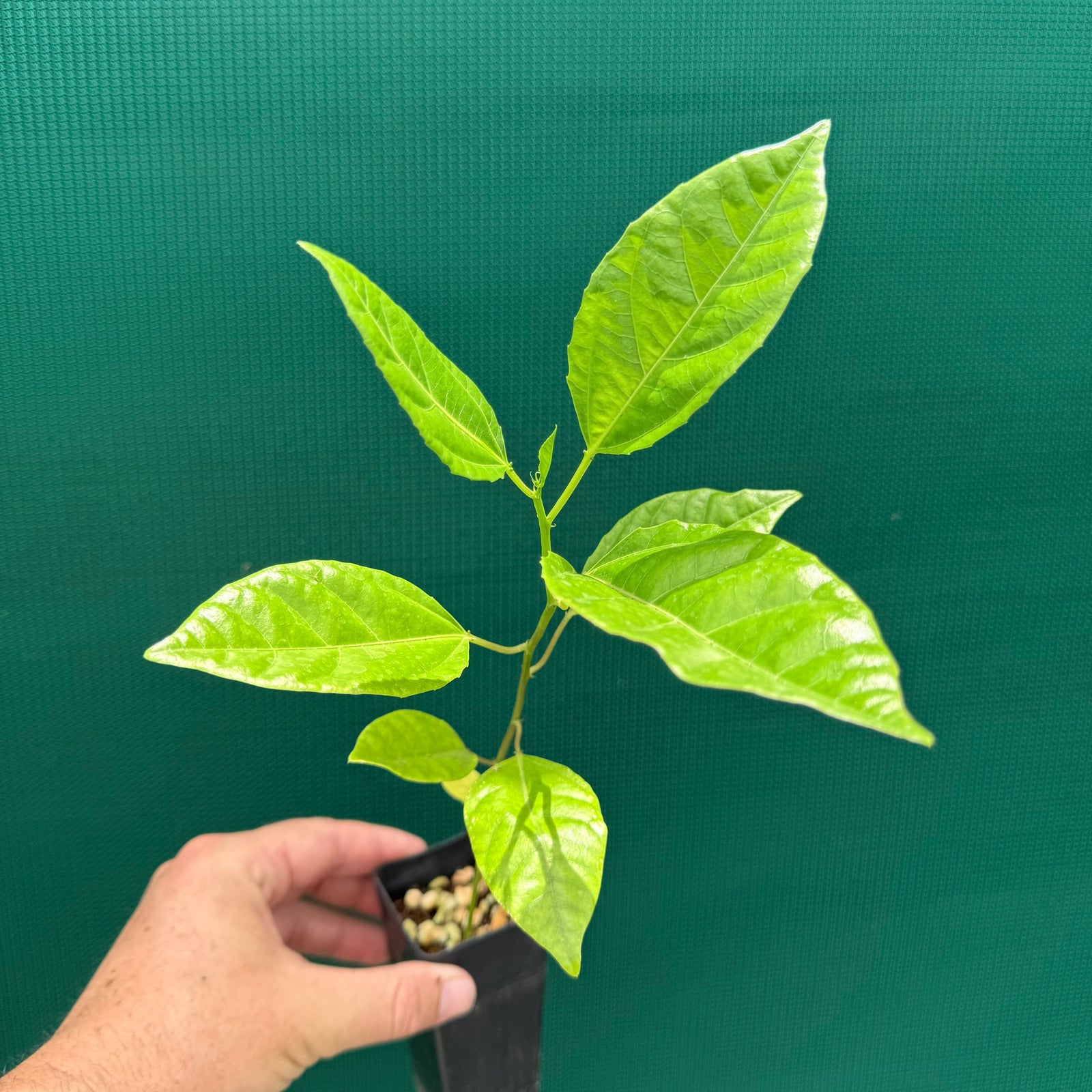 Passion Fruit - Panama Red