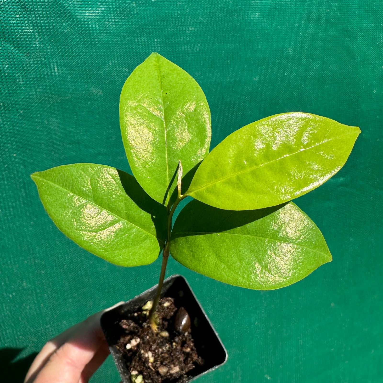Soursop - Annona muricata