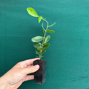 Feijoa - Pineapple Guava
