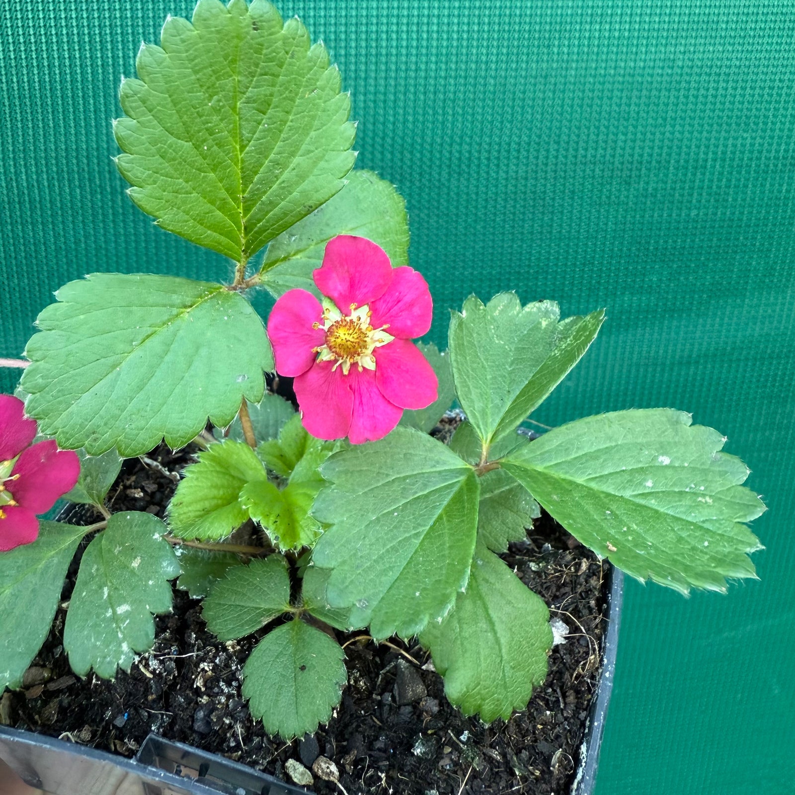 Strawberry - Pinkie NEW