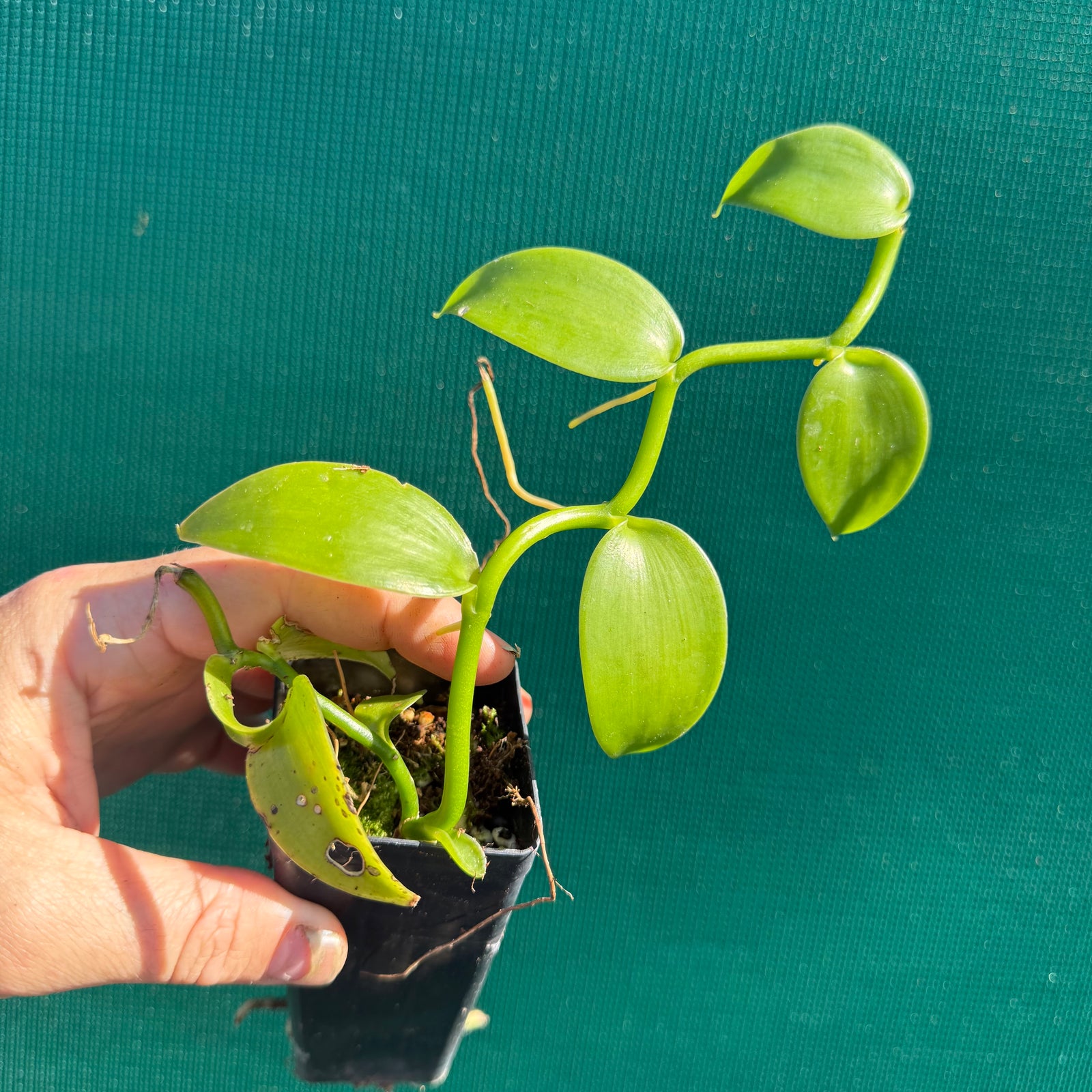 Vanilla Bean (Vanilla planifolia) NEW