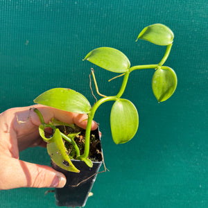 Vanilla Bean (Vanilla planifolia) NEW