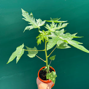 Red Papaya (Self Pollinating) NEW