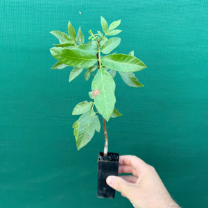 Burdekin plum - Pleiogynium timorense NEW
