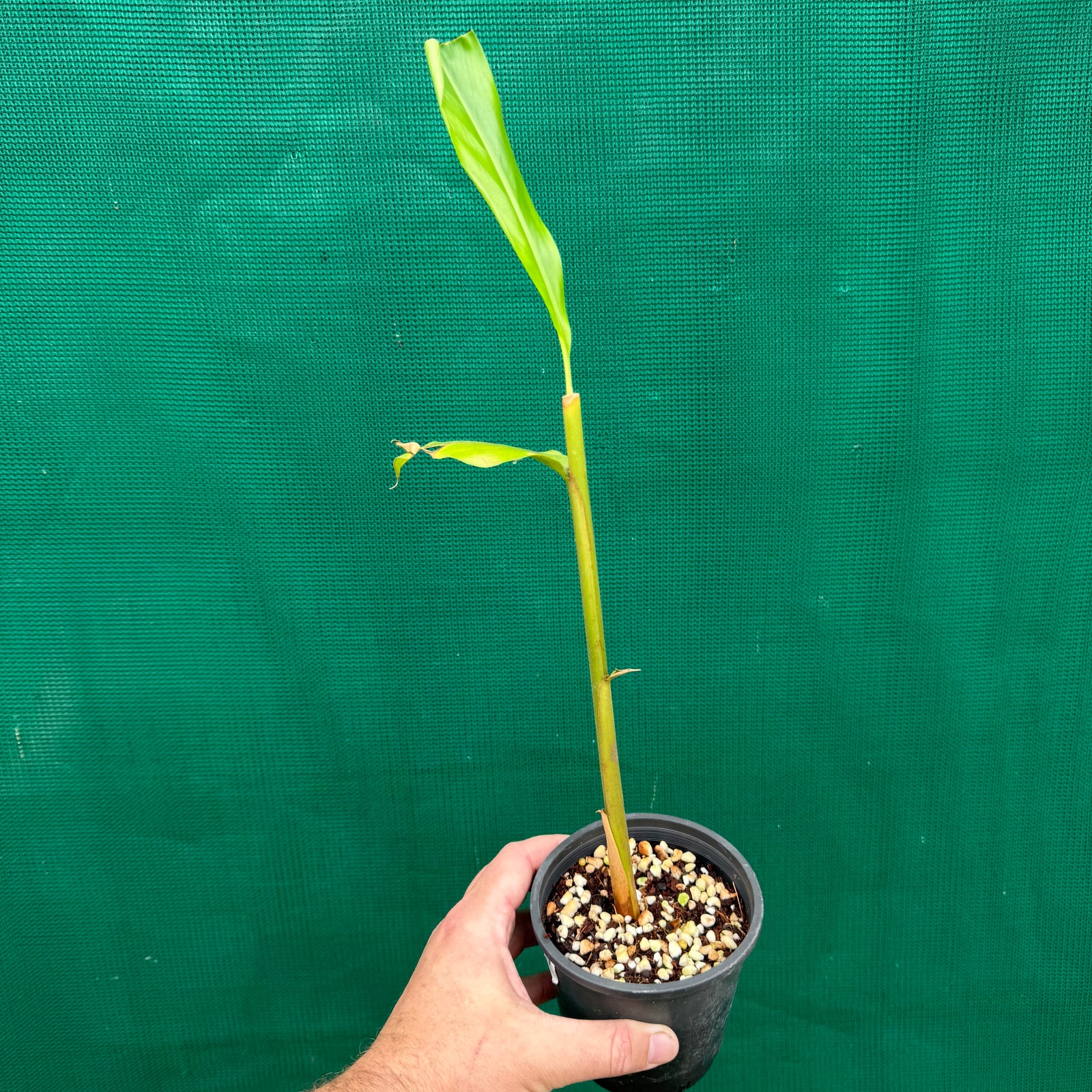 True Cardamom - Elettaria cardamomum NEW