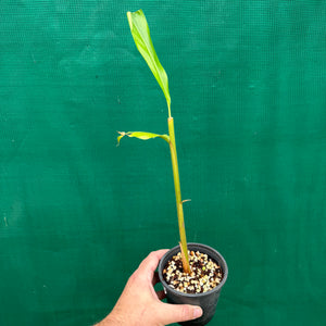 True Cardamom - Elettaria cardamomum NEW