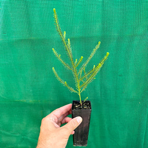 Acacia conferta