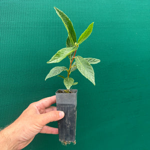 Sandpaper Fig (Ficus coronata) NEW