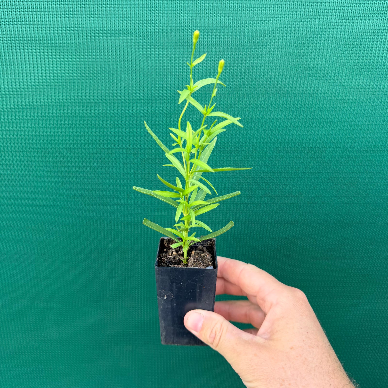 Mexican Tarragon - Tagetes lucida NEW