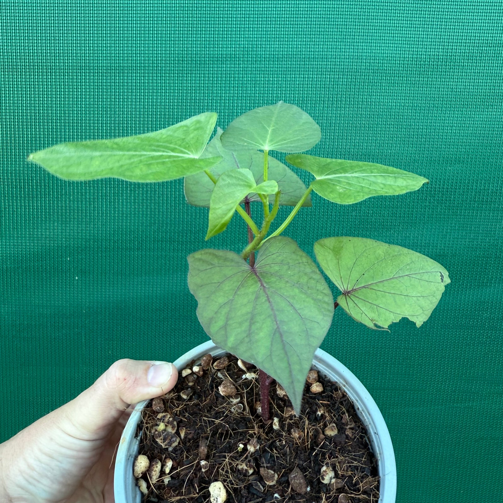 Sweet Potato ‘Japanese Murasaki’ NEW
